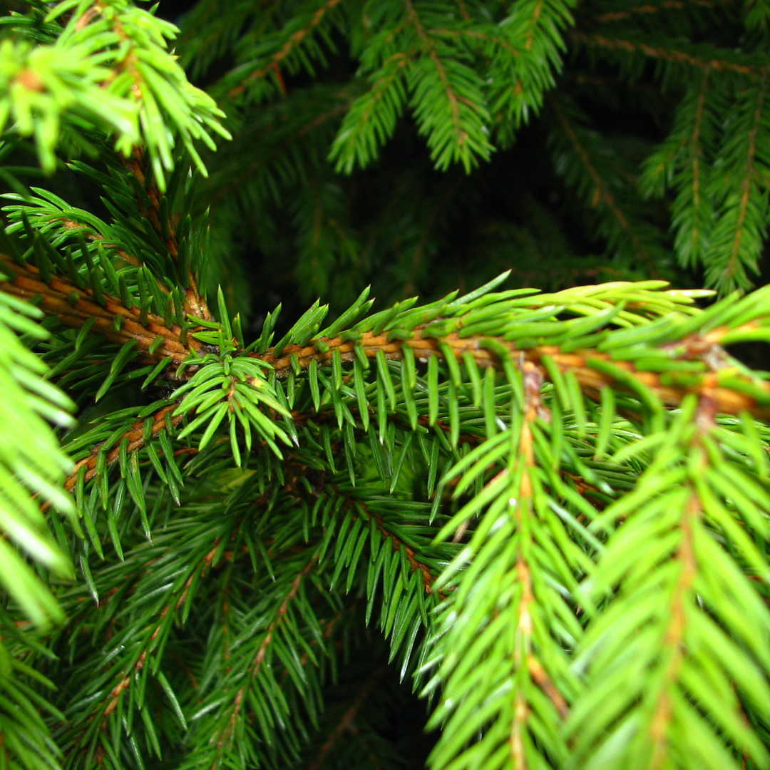 Embracing Health with Nordic Sun's Norwegian Spruce Extract