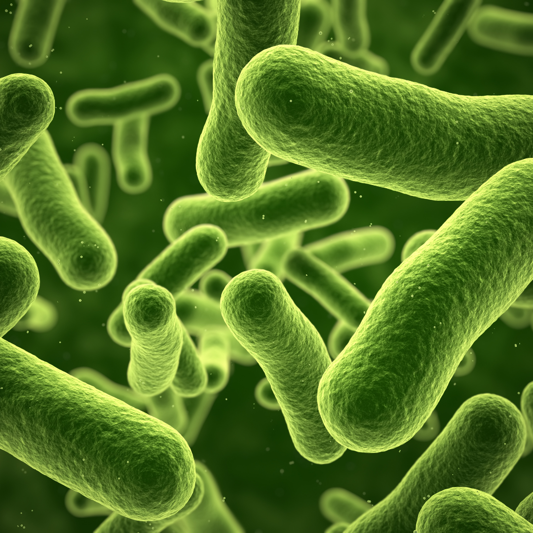 Nourishing the Microbiome: The Key to Digestive Health