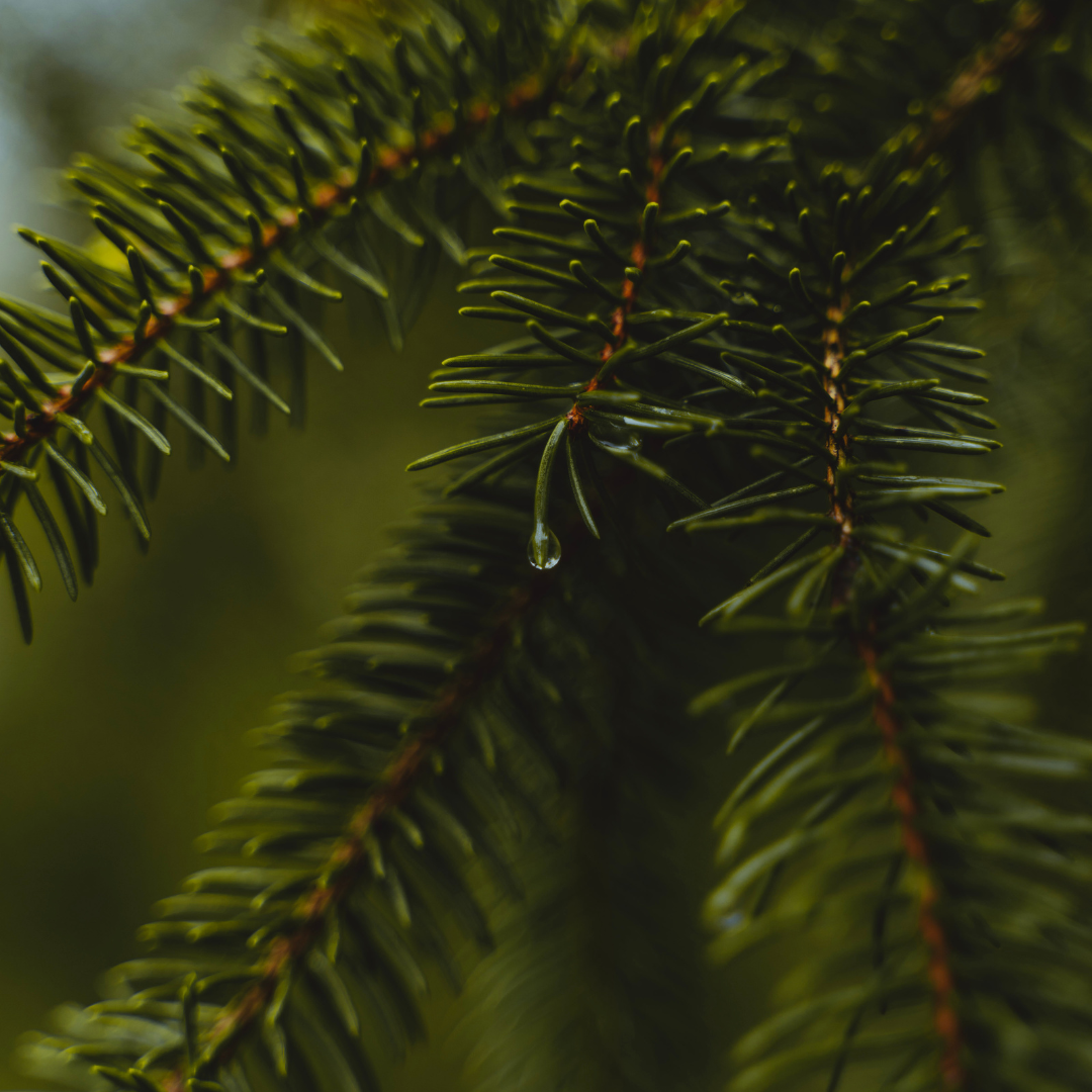 Embracing Nature's Power: The Science Behind Norwegian Spruce Extract ...